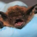Bat on his face, no visible bite: 11-year-old Canadian boy dies of rabies weeks later | World News