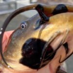 Anglers had been reporting black skin patches among catfish in Vermont lake. Now scientists have found it’s a contagious cancer affecting 30% of their population |