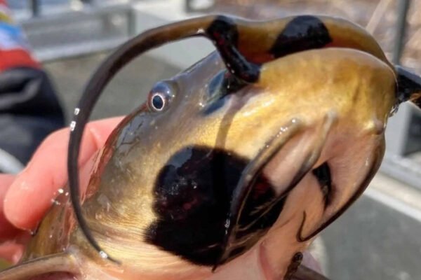 Anglers had been reporting black skin patches among catfish in Vermont lake. Now scientists have found it’s a contagious cancer affecting 30% of their population |