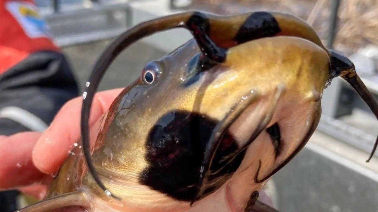 Anglers had been reporting black skin patches among catfish in Vermont lake. Now scientists have found it’s a contagious cancer affecting 30% of their population |