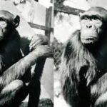 Famous chimpanzees solved puzzles that changed how humans understood intelligence, but their move to Berlin had a tragic ending