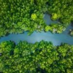 China lost more than 50% of its mangrove forests by the 2000s, now it has restored 22,500 hectares of the trees becoming one of the few countries on the globe where mangrove coverage is increasing |