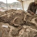 China’s 125-million-year-old dinosaur fossil reveals preserved skin, strange spikes and a previously unknown species |
