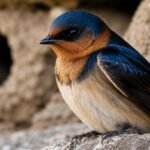 Cliff swallows abandoned the California town they once filled every spring, then people came together to rebuild their homes and welcomed them back with an annual festival |
