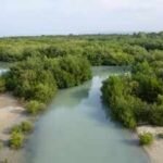 2000–2020: China spent up to .8 billion restoring coastal wetlands; scientists now value the benefits at as much as 4 billion
