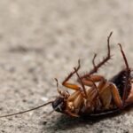 Cockroaches can survive without their heads for a week: The science behind one of nature’s toughest insects |