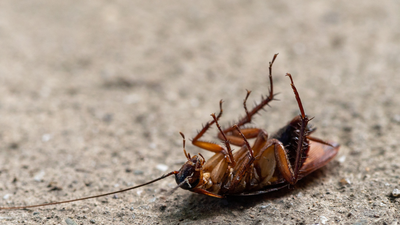 Cockroaches can survive without their heads for a week: The science behind one of nature’s toughest insects |