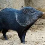 Collared peccaries vanished from Uruguay after the 1800s; a 17-year breeding effort returned them to forests where a new generation has now been born