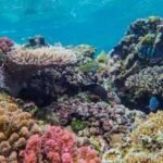Hawaii’s corals were exposed to polluted water and lost energy needed to survive warming seas, with the same damage seen in two very different species