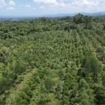 Costa Rica lost nearly half its forests in just a few decades, then planted millions of trees and became one of the world’s greatest reforestation success stories |