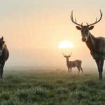 The Netherlands tried to recreate prehistoric Europe on reclaimed land. The result sparked one of conservation’s biggest debates |