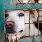California woman who ran fake animal rescue left dogs to die in a hot car; freed by court without bail | World News