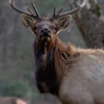 North Carolina: North Carolina spent 25 years rebuilding an elk population that had disappeared from the state; in 2027, it will allow its first limited hunt with just two permits