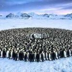 Emperor penguins survive Antarctica’s brutal winters by huddling together, but a maths study reveals the hidden system behind their remarkable teamwork |