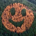 Every autumn, an ordinary Oregon forest suddenly starts smiling after foresters in 2011 planted western larch trees in a secret pattern among thousands of Douglas firs | World News