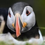 First puffin chick in 30 years just emerged from England’s south coast after 15 weeks of careful monitoring, giving new hope to the country’s last mainland colony |