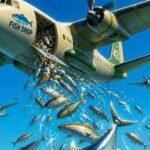 Scientists are dropping thousands of fish from airplanes into remote mountain lakes; here’s why the unusual conservation strategy has worked for decades
