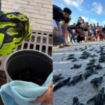 Florida firefighters spotted something moving inside a storm drain during a routine call. It was 14 baby sea turtles, and they rescued every one before returning them to the ocean | World News