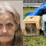 Florida woman arrested after hoarding 80 cats and 12 dogs in a home with no AC, a foot of faeces and horrific living conditions | World News