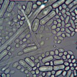 German scientists discovered naturally occurring microbes that removed 95% of dissolved uranium from contaminated water |