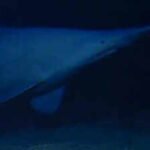 Scientists have filmed a rare 125-million-year-old goblin shark alive in its natural deep-sea habitat for the first time, revealing a new depth record and a wider Pacific range