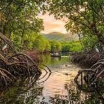 How planet’s ‘blue forests’, mangroves, protect coastlines, support wildlife and store up to four times more carbon than tropical rainforests |