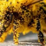How tiny pollen grains helped solve a brutal murder: The fascinating science behind nature’s invisible crime scene evidence