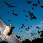 Scientists found that Japanese horseshoe bats living together in crowded colonies solve a noisy sonar problem by gradually shifting their echolocation calls to match each other’s frequency