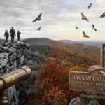 In 1934, this Pennsylvania mountain went from a hawk killing ground to the world’s first raptor sanctuary and changed bird conservation forever | World News
