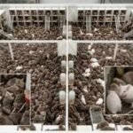In 1968, John Calhoun created the perfect home for eight mice. The colony grew to more than 2,200 before it slowly vanished | World News