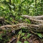 In 1992, Hurricane Andrew may have helped giant Burmese pythons spread across Florida’s Everglades, creating one of America’s worst invasive species crises | World News