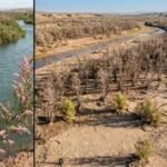 In 2001, scientists released beetles to fight an invasive tree. Years later, an endangered bird had lost 94% of its habitat along one western river | World News