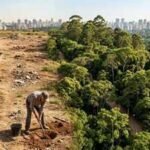 In 2003, a retired man planted trees on forgotten land alone; 20 years later, it had become one of Sao Paulo’s largest urban forests | World News