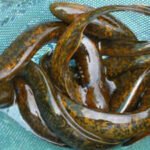 Inside science’s ‘forbidden experiment’: Why scientists kill 9 million sea lampreys every year in the Great Lakes of America
