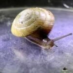 Invasive predators nearly erased this Bermuda snail; fewer than 200 survived in an alley in 2014, but a decade later breeders had released over 100,000 and established six wild colonies |