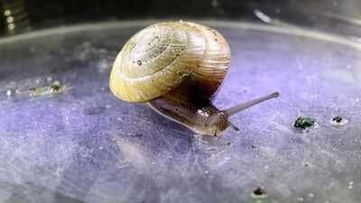 Invasive predators nearly erased this Bermuda snail; fewer than 200 survived in an alley in 2014, but a decade later breeders had released over 100,000 and established six wild colonies |