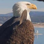 Big Bear bald eagle Jackie’s health update: Lead poisoning ruled out, bright and strong but critical after life-saving blood transfusion