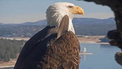 Big Bear bald eagle Jackie’s health update: Lead poisoning ruled out, bright and strong but critical after life-saving blood transfusion