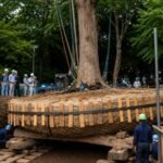 Japan does not cut down centuries-old trees for development. Instead, experts spend months preparing their roots and relocating them |