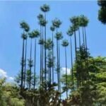 Japan’s 600-year-old Daisugi forestry method lets a single tree produce timber for centuries without being cut down