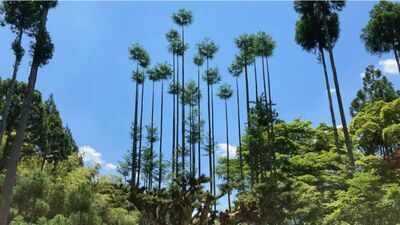 Japan’s 600-year-old Daisugi forestry method lets a single tree produce timber for centuries without being cut down