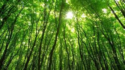 Researchers studied 1,561 forest plots across 10 tropical countries; non-native trees formed 28% of stems in young moist forests, but declined as the canopy returned