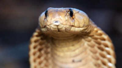 An 11-foot king cobra was rescued after a tense encounter, showing how trained rescuers handle one of the world’s most dangerous snakes without harming it