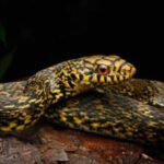 The nonvenomous king ratsnake eats deadly cobras and vipers; scientists have now mapped its genome to investigate how it survives their venom