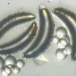 Scientists thought insects could never survive the deep ocean because their air-filled bodies would implode, but lake fly larvae in Africa’s Lake Malawi are proving them wrong