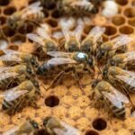 Long live the honey queen: Why the honeybee queen live 8 years longer than the Worker Bees |