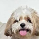 Manju Warrier gifts her pet dog a hand-painted portrait, fans call it ‘too cute’ – Watch VIDEO | Malayalam Movie News