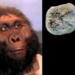 Meet Paranthropus: The ancient human cousin that may have made the first stone tools 2.6 million years ago | World News