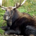 In 1904, Newfoundland released four moose to attract hunters; their population later reached 200,000 and began reshaping the island’s forests