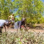 More than 4,000 Kenyan students came together to plant mangroves in a bid to set a Guinness World Record | World News